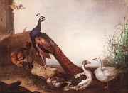 Jakob Bogdani Peacock with Geese and Hen oil painting picture wholesale
